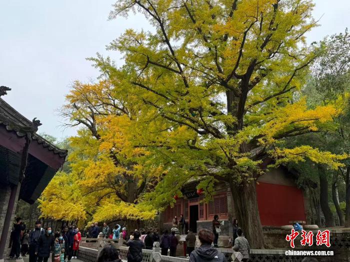 五百年连理银杏披“金甲” 晋祠秋色迎最佳观赏期 五百年连理银杏披“金甲” 晋祠秋色迎最佳观赏期